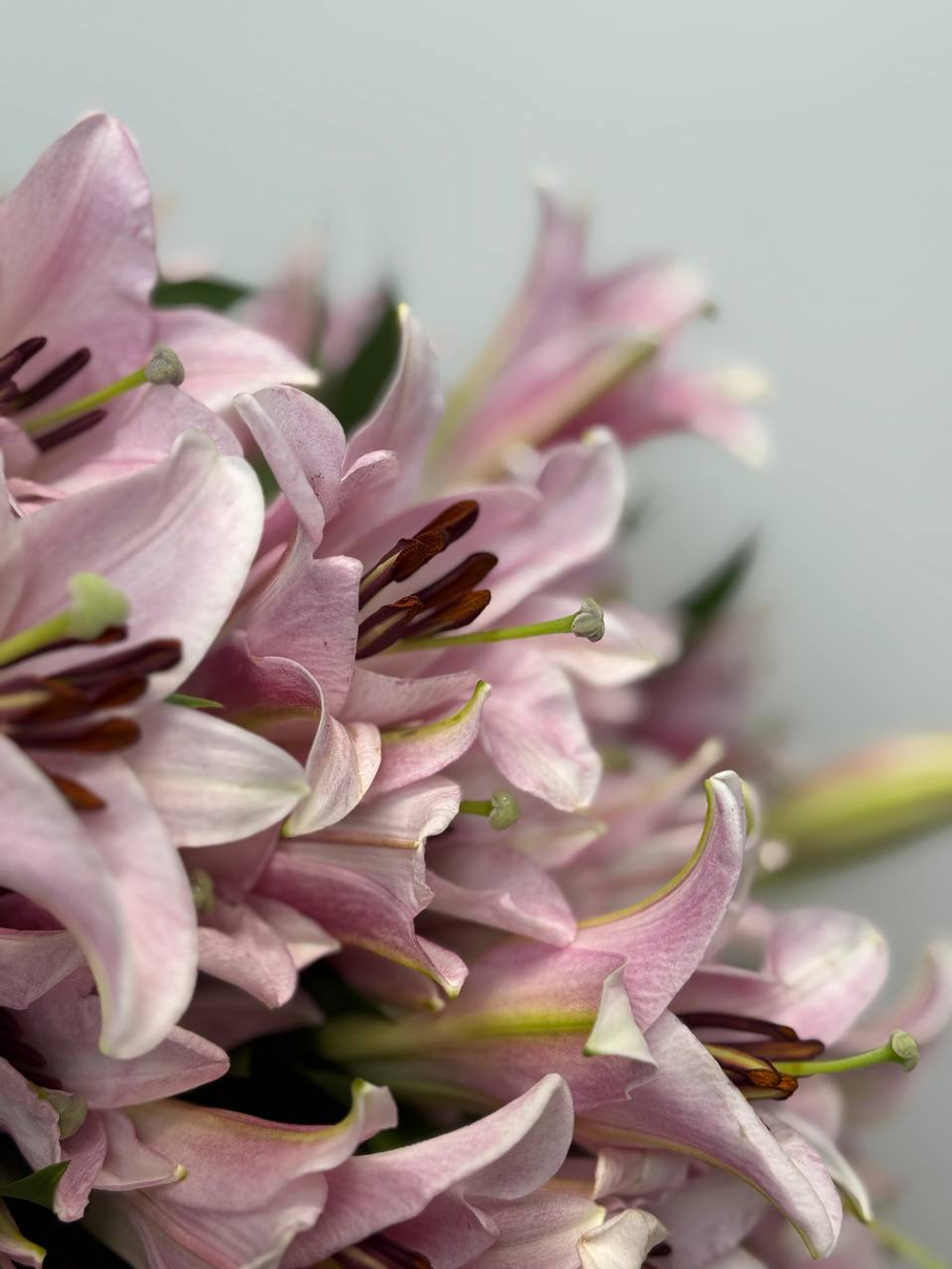 Милая Лилия