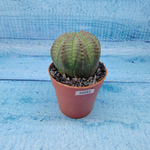 Euphoria Obesa (Эуфорбия)
