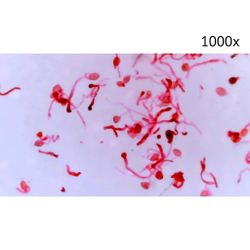 Цифровой микроскоп МИКМЕД LCD 1000Х 2.0LB