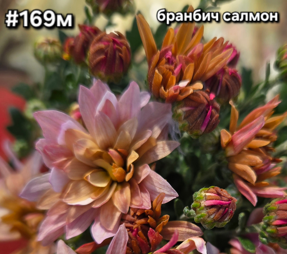 САЖЕНЦЫ ХРИЗАНТЕМЫ МУЛЬТИФЛОРА БРАНБИЧ САЛМОН №169
