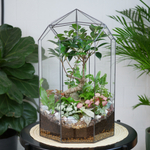 Готовый флорариум Ботанический сад Фикус XL 45см