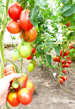 Помидоры Anna Russian — Анна