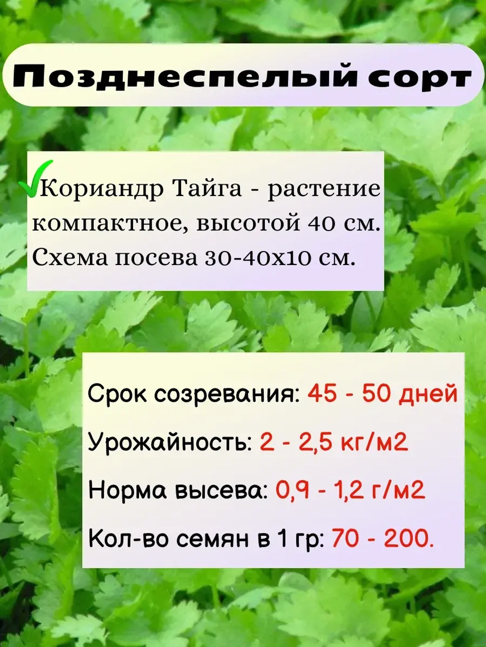 Кориандр (кинза) семена набор 9 шт