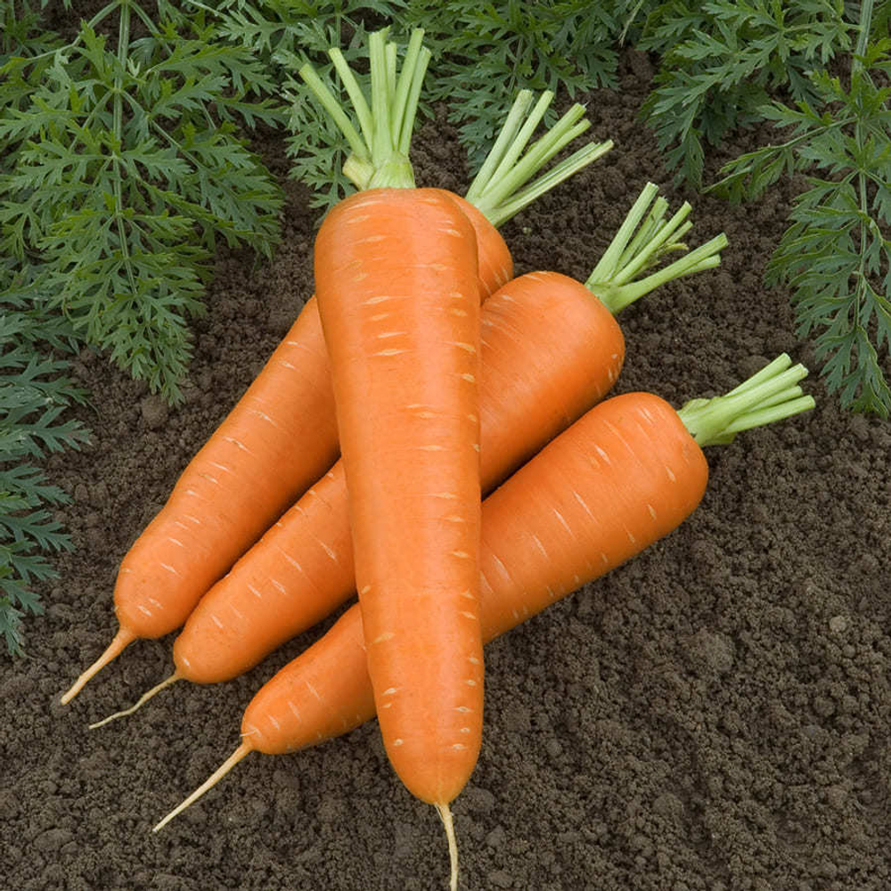 Сорт моркови канада