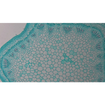 Видеоокуляр ToupCam XCAMLITE1080PA HDMI USB