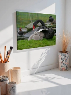 Картина на стену 40 X 50 Черный лебедь с детенышами