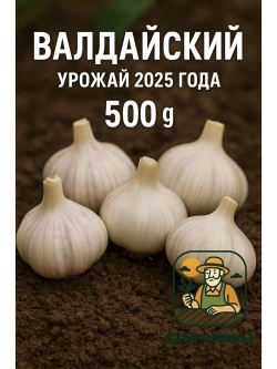 Чеснок посадочный озимый Валдайский