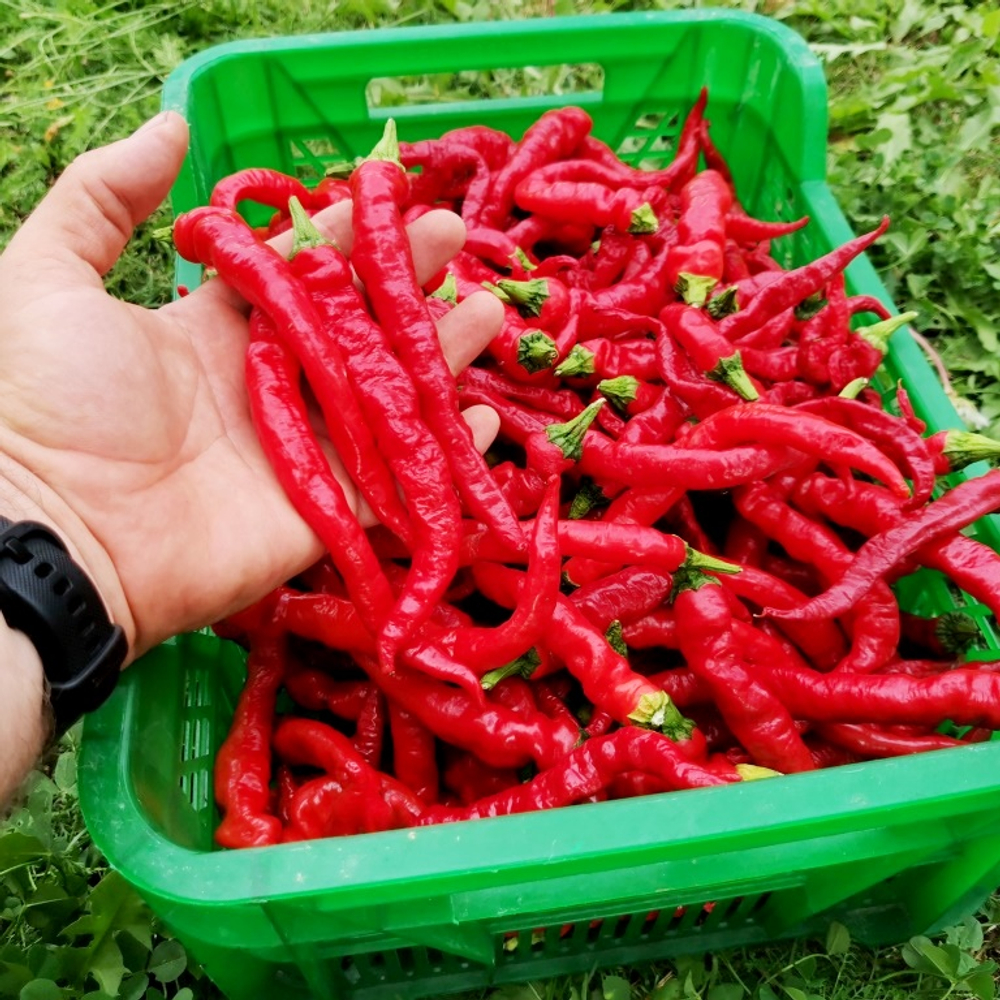 Фусими Тогараси из Киото - Легендарный Сладкий Японский Перец 伏見甘