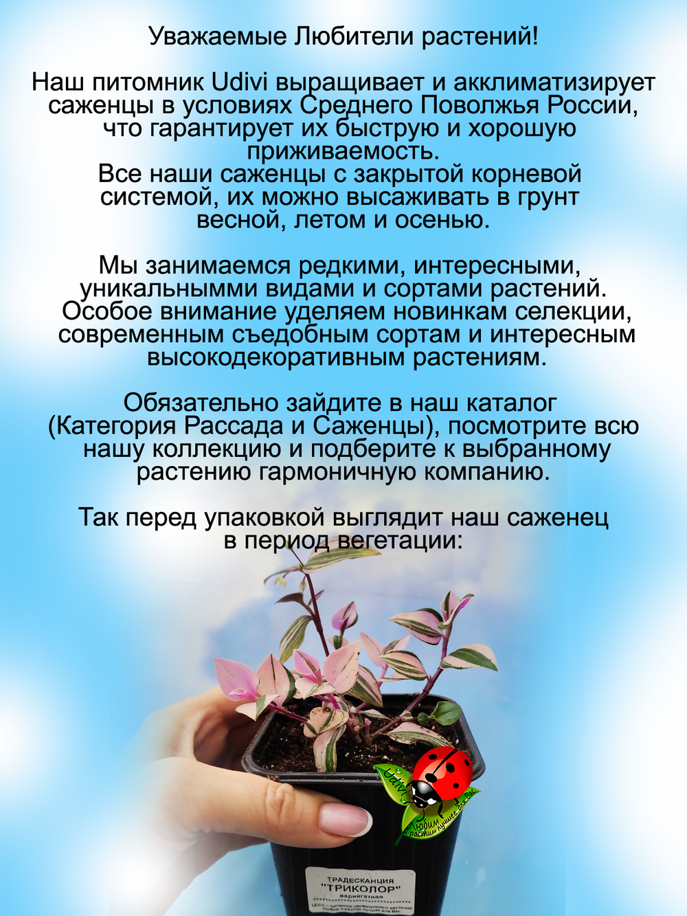 Традесканция Триколор ампельная вариегатная