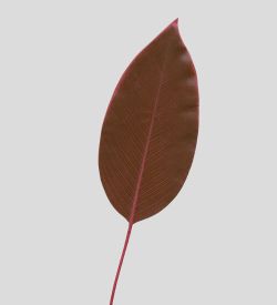 TR 559S Лист имбиря