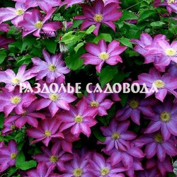 Клематис Крупноцветковый Какио