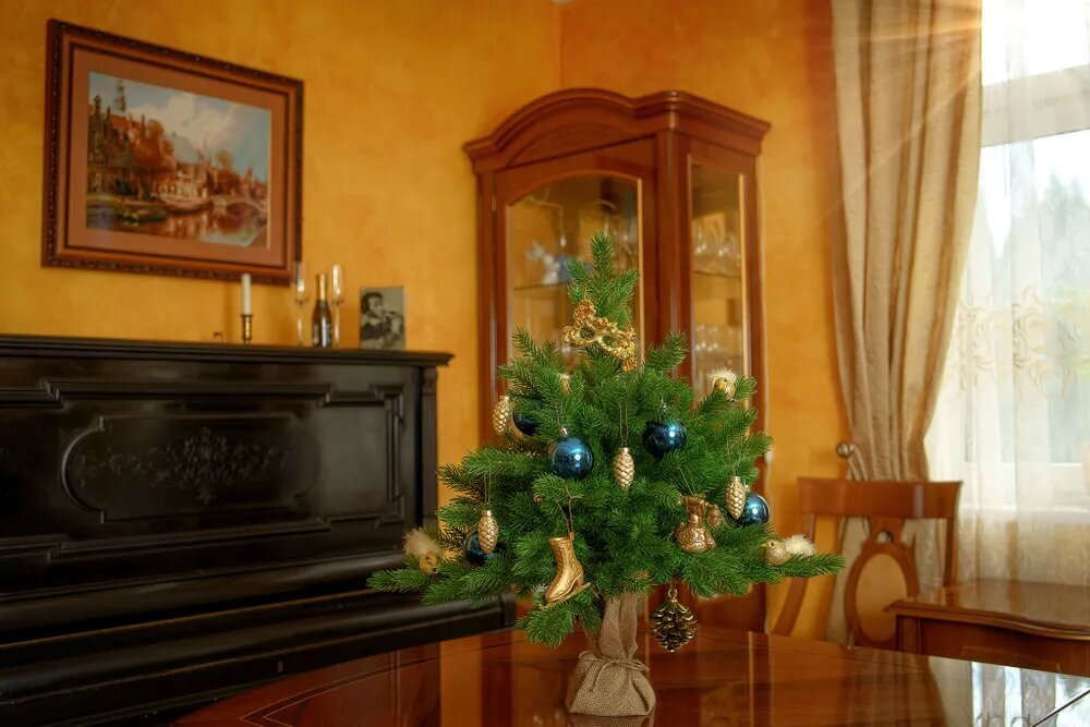 Ель Царь Елка Астерия Премиум 60см 3D