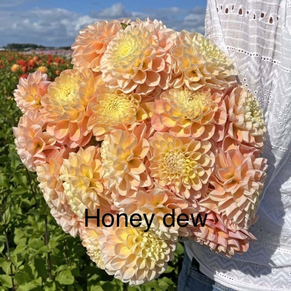 Георгина Хоней Дью (Honey Dew), корнеклубень