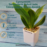 Sansevieria Hahnii Jade (Сансевиерия)