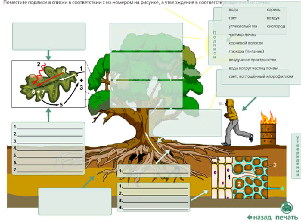 Интерактивные творческие задания "Биология. 7–9  класс"