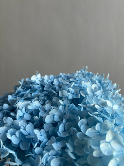 Гортензия стабилизированная голубая