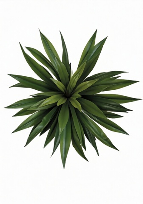 Агава десметиана 70см без кашпо, 57 листьев