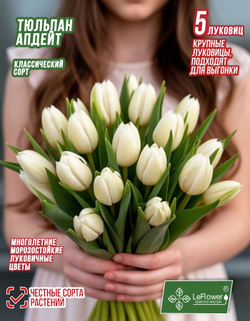 Тюльпан Луковица, Апдейт, 5 шт крупные