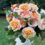 🍀 На восходе солнца — чайного цвета розы в полном великолепии