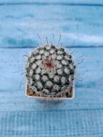 Mammillaria Bombycina (Маммилярия)