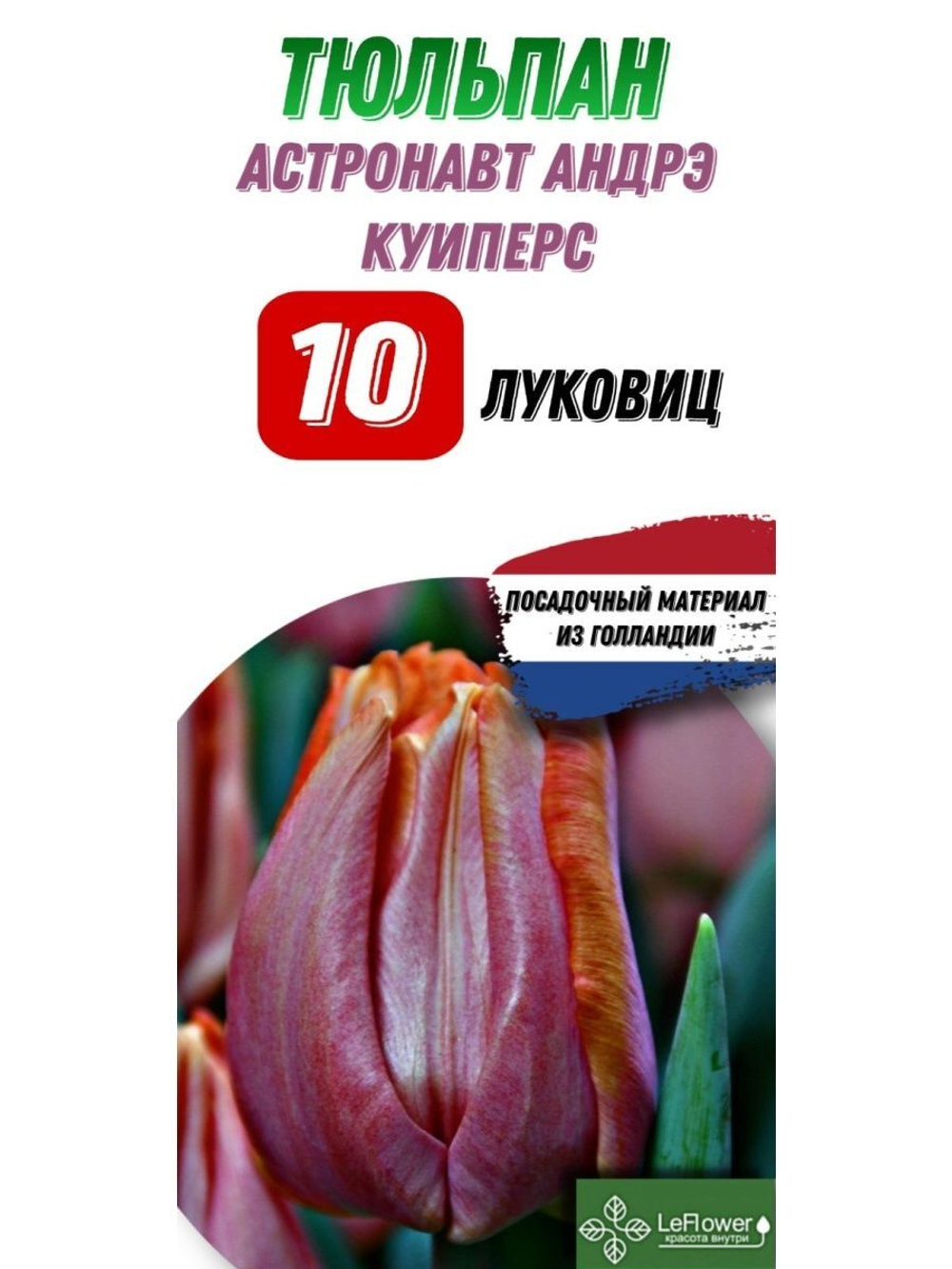 Тюльпан Луковица, Астронавт Андре Куиперс, 10шт