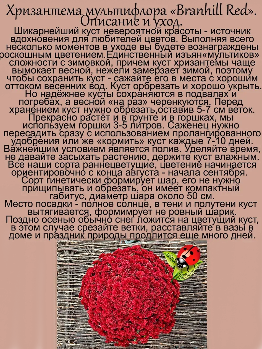 Хризантема Бранхилл Ред мультифлора
