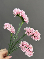 Статица розовая (h64 см)