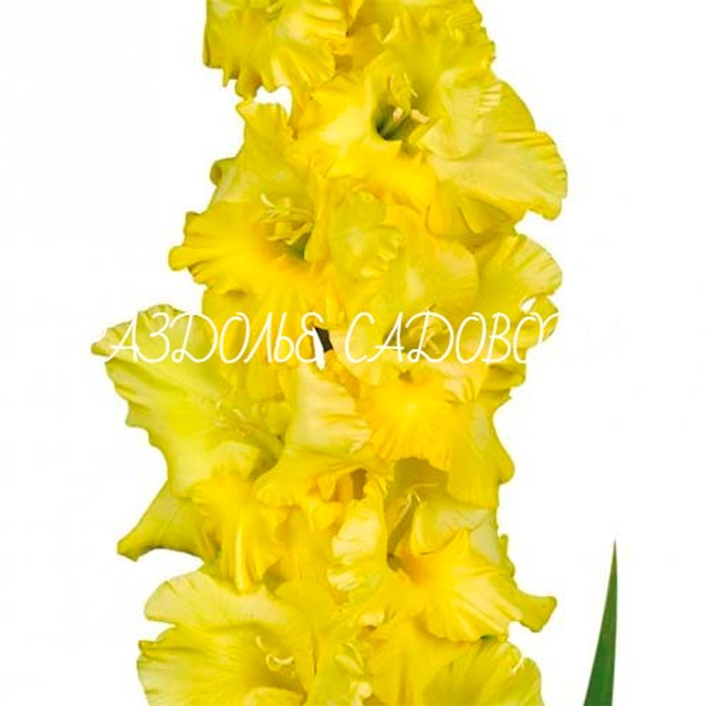 Гладиолус Харизма