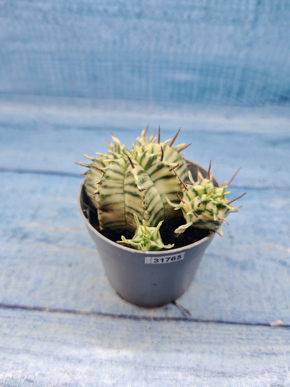 Euphorbia meloformis f. Variegated (Эуфорбия вариегатная)