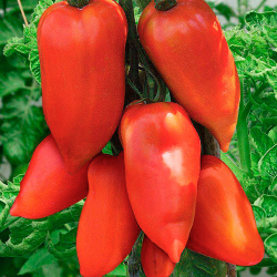 Томат Корнабель F1