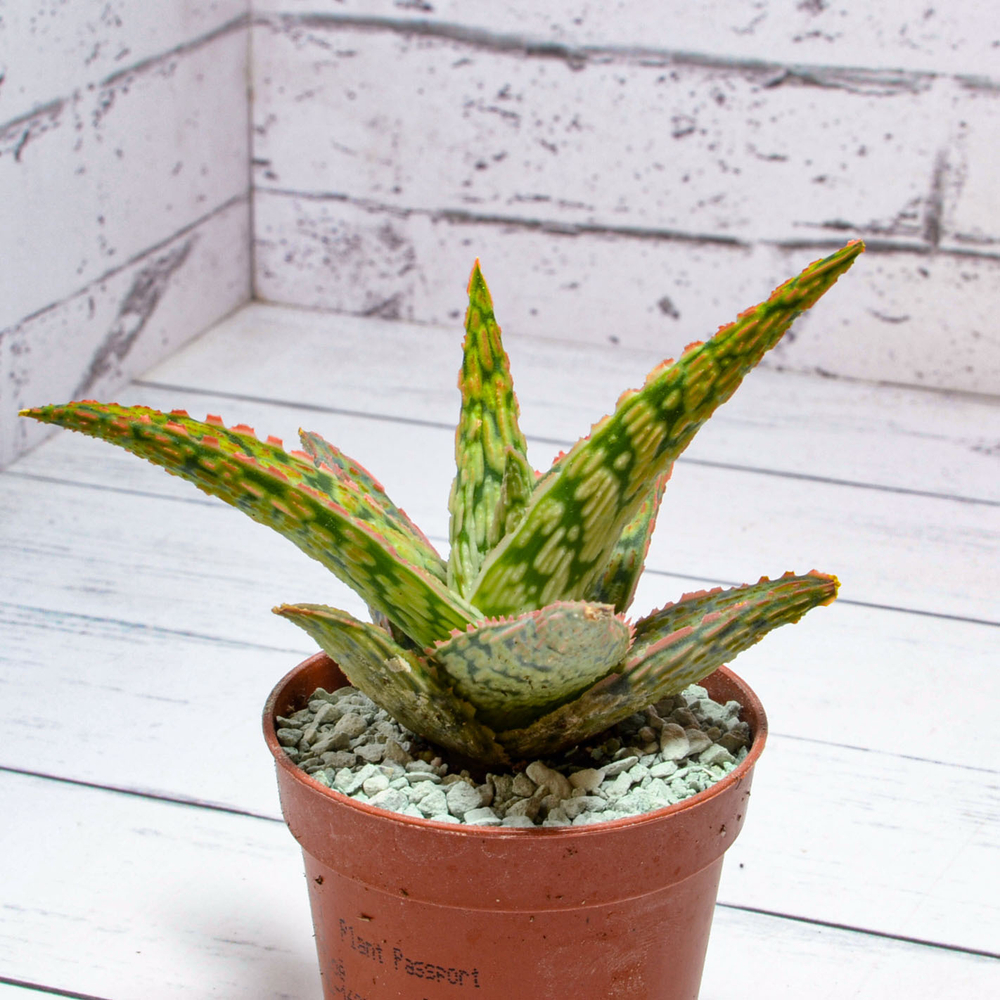 Aloe Carola (Алоэ)