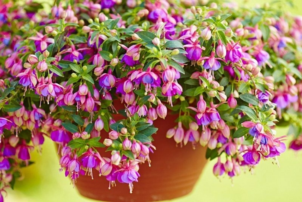 Фукссия Leonita Double Rose Blue. ОКС укорененный черенок. Под заказ