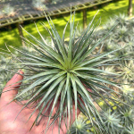 Тилландсия Houston