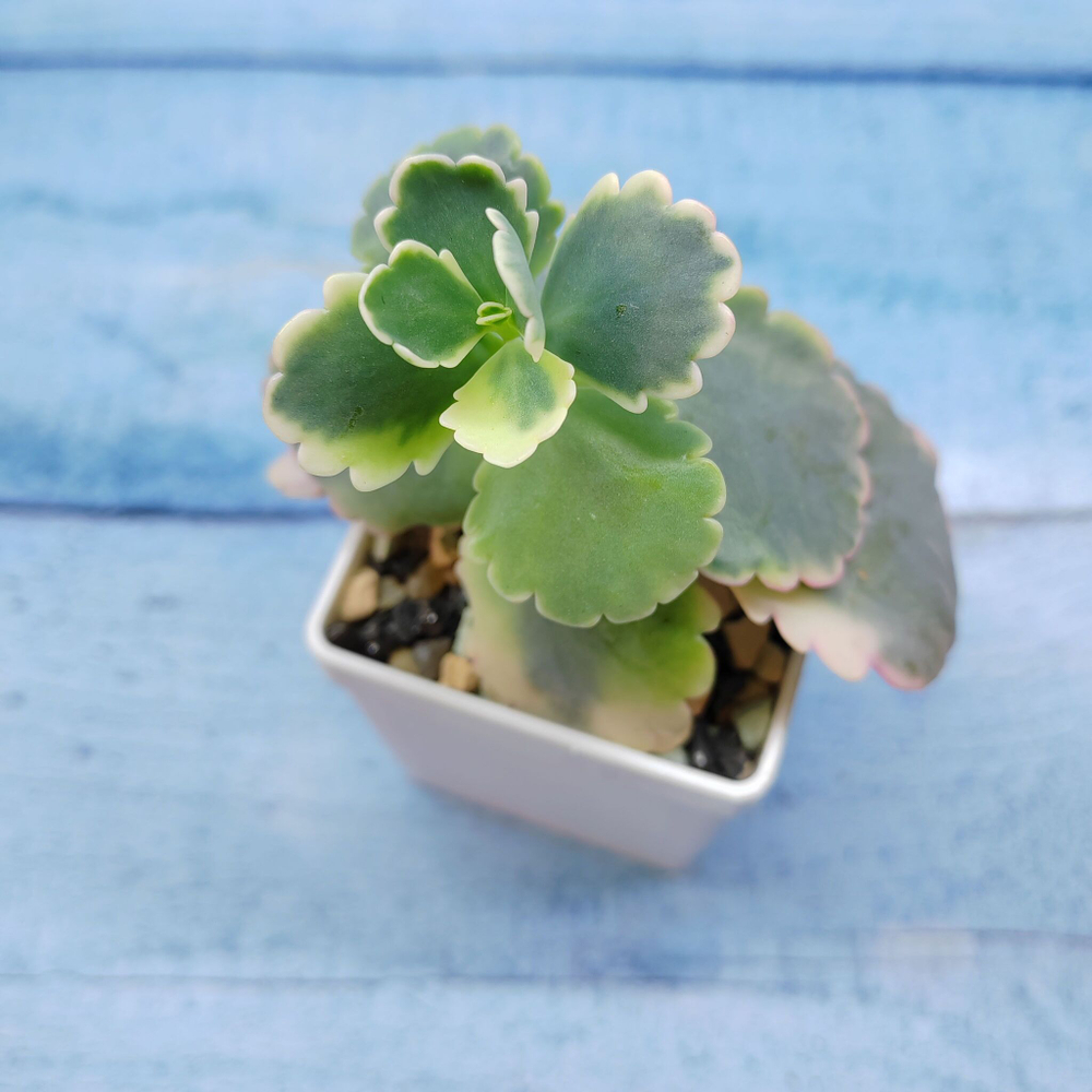 Kalanchoe Fedtschenkoi variegata (Каланхоэ)