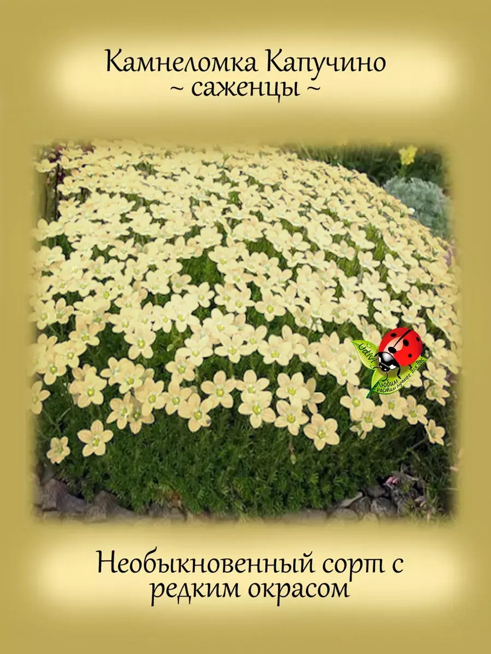 Камнеломка Капучино цветущая почвопокровная