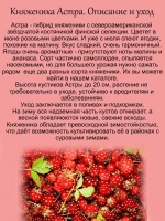 Княженика Астра княжья ягода