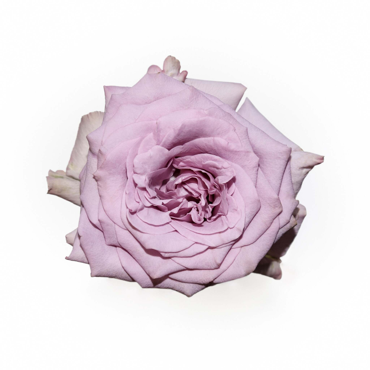 Авангард (Avant-garde) — интерьерный сорт