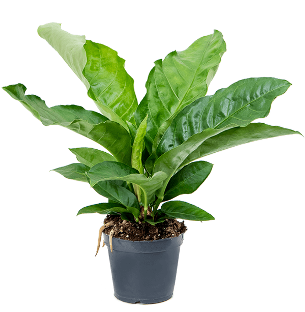 Антуриум Джангл Буш