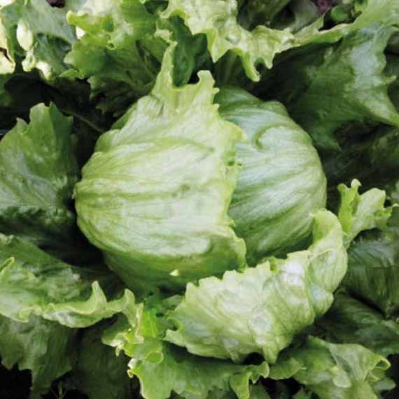 Рокин семена салата айсберг (Nunhems / Нюнемс) – фото 3