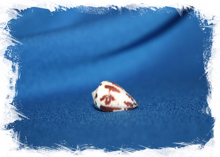 Свадебный конус (Conus sponsalis)
