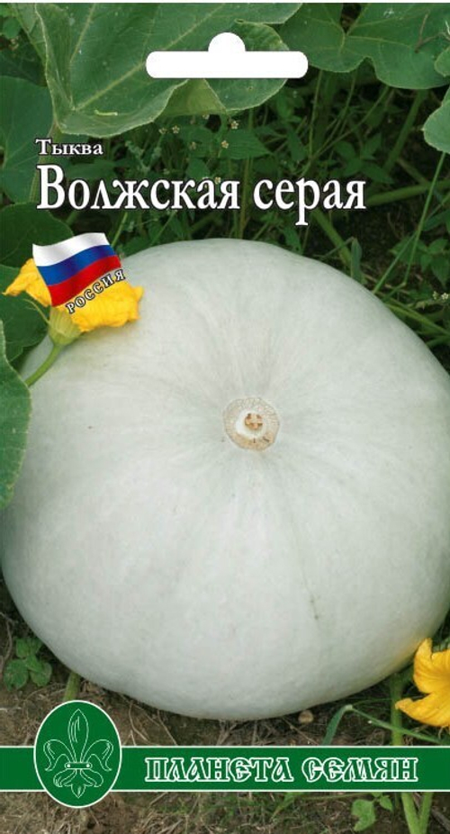 Тыква Волжская серая