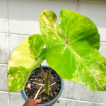 Колоказия PHET SAM YOT