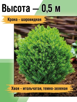 Саженец Туя западная Тедди