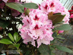 Рододендрон гибридный Кролова Ядвига Р9 40-50 см Закупка М63 апрель 2026