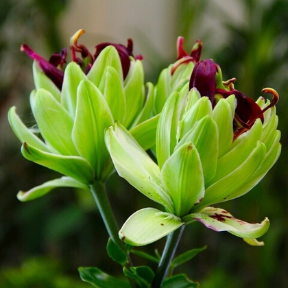 Лилия Мистери Дрим азиатская махровая 1шт