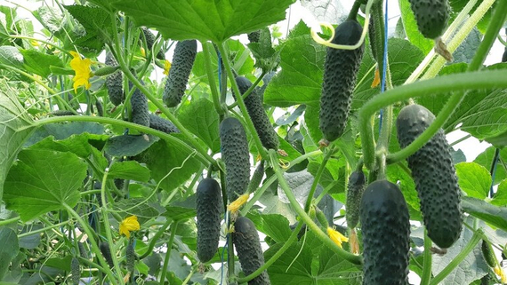 Элитор F1 семена огурца (Nunhems / Нюнемс) оптом – фото 3