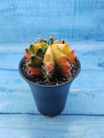 Gymnocalycium Variegata (Гимнокалициум Вариегатный)