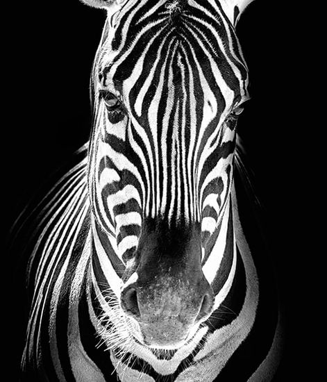 Camouflage, рефилл для аромадиффузора с палочками, Ladenac Milano