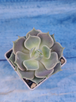 Echeveria Lola (Эхеверия)