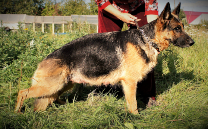 Мать - ТУАДАШ ЗЛАТА